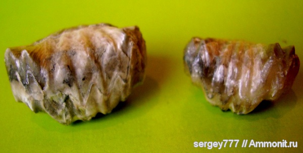 брахиоподы, юрский период, Украина, Rhynchonellida, Приборжавский карьер, Jurassic