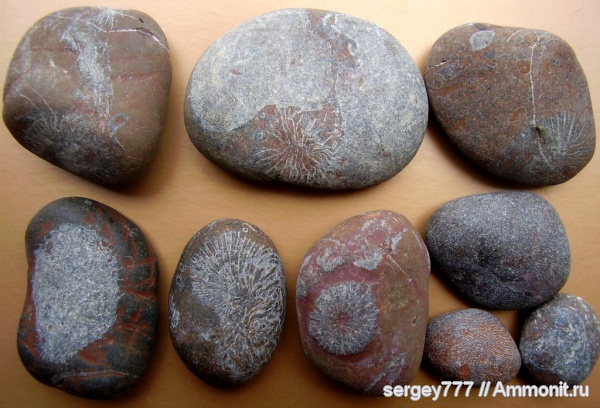 юрский период, Крым, Новый Свет, Jurassic