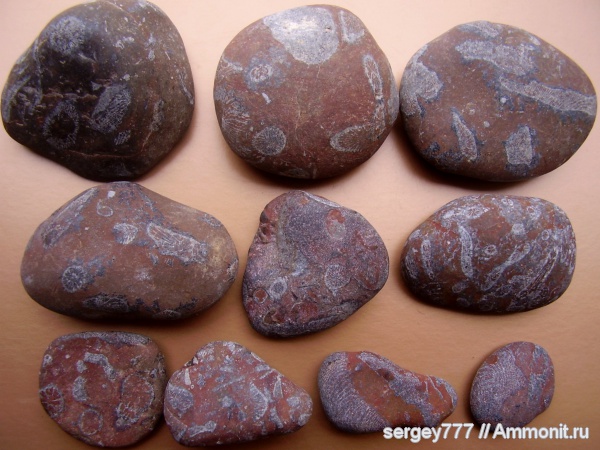 юрский период, Крым, Новый Свет, Jurassic