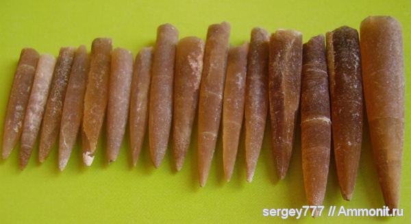 юрский период, Закарпатская область, Приборжавский карьер, Belemnitida, Jurassic