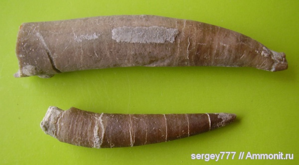 белемниты, юрский период, Закарпатская область, Приборжавский карьер, Belemnitida, Jurassic, belemnites