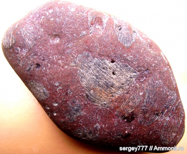 кораллы, юрский период, Крым, Jurassic