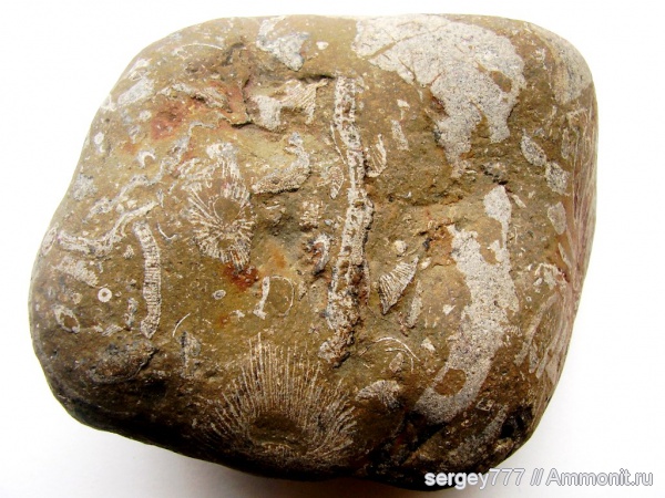 мшанки, кораллы, юрский период, Крым, Jurassic