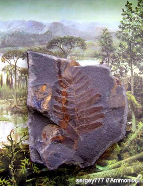 карбон, птеридоспермы, Neuropteris, Луганская область