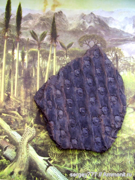 карбон, Донбасс, Sigillaria mamillaris