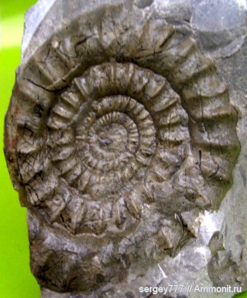 Украина, Arietites, Закарпатская область, Приборжавский карьер