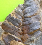 Neuropteris  Paripteris sp.