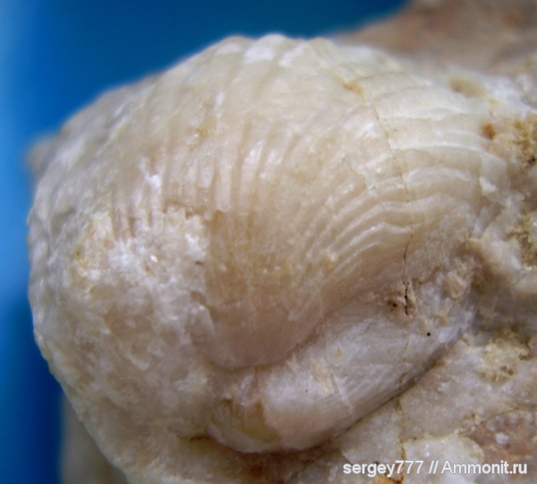 брахиоподы, юрский период, Закарпатская область, Russirhynchia fischeri, Jurassic