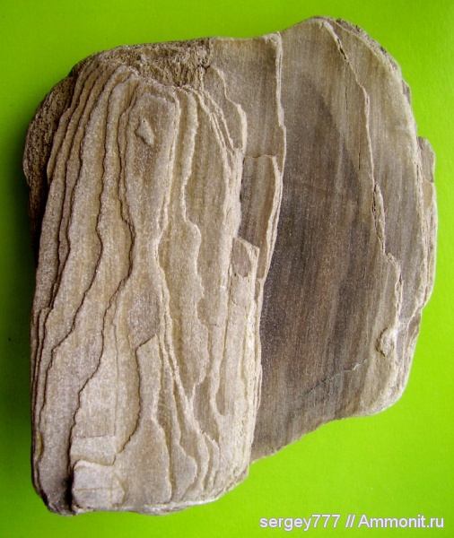 растения, окаменевшее дерево, Закарпатская область