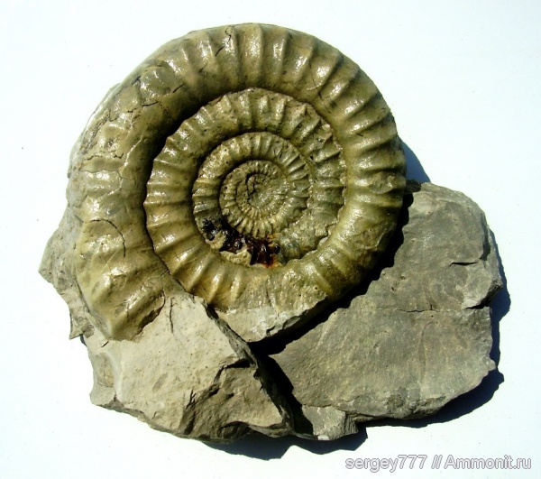 юрский период, нижняя юра, Echioceras, Приборжавский карьер, Jurassic, Lower Jurassic