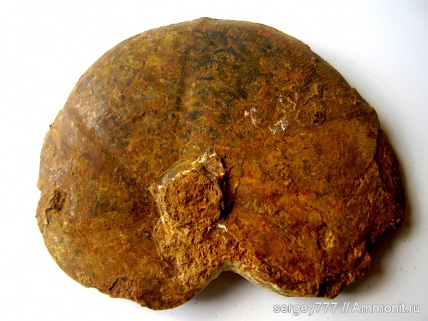 юрский период, Calliphylloceras, Phylloceratidae, Приборжавский карьер, Jurassic