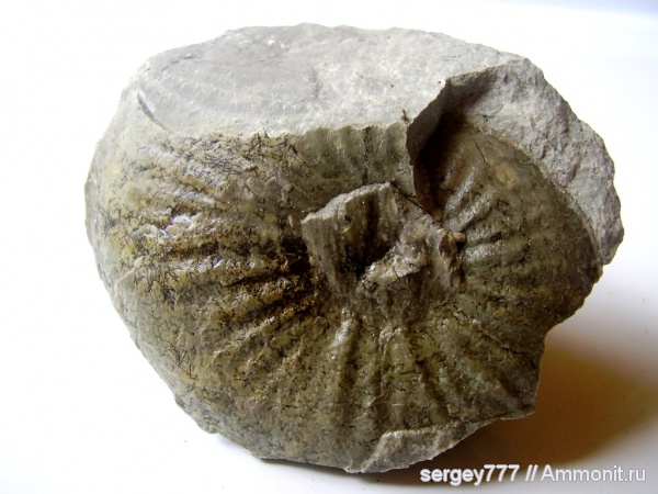 юрский период, Приборжавский карьер, GLEVICERAS, Jurassic