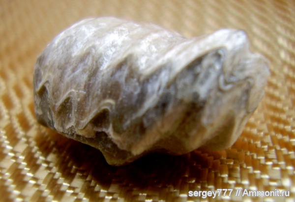 юрский период, Приборжавский карьер, Rhynсhonella, Rhynсhonella quadriplicata, Jurassic