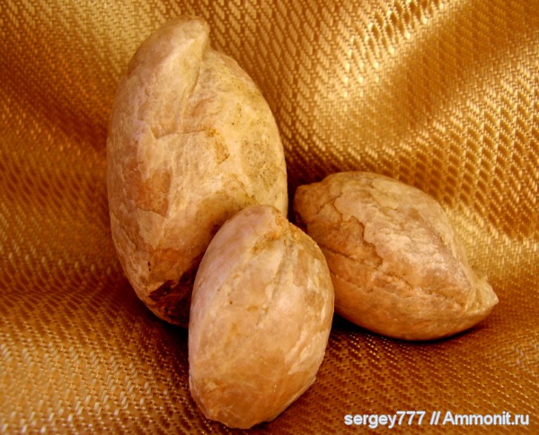 брахиоподы, юрский период, Terebratula, Новоселицкий карьер, Jurassic