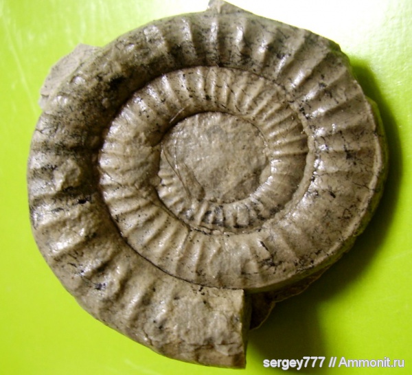 юрский период, Украина, Arnioceras, Закарпатская область, Приборжавский карьер, Jurassic