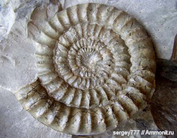 юрский период, Украина, Arietites, Coroniceras, Закарпатская область, Приборжавский карьер, Jurassic