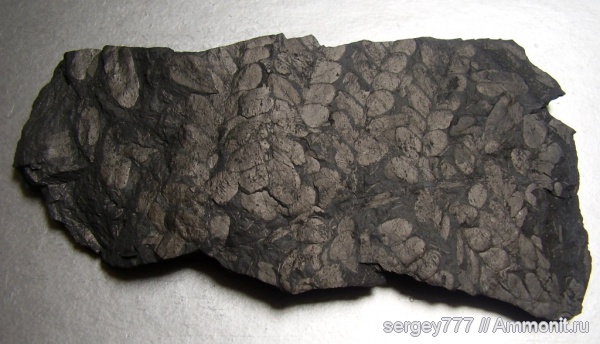 карбон, Украина, Neuropteris ovata