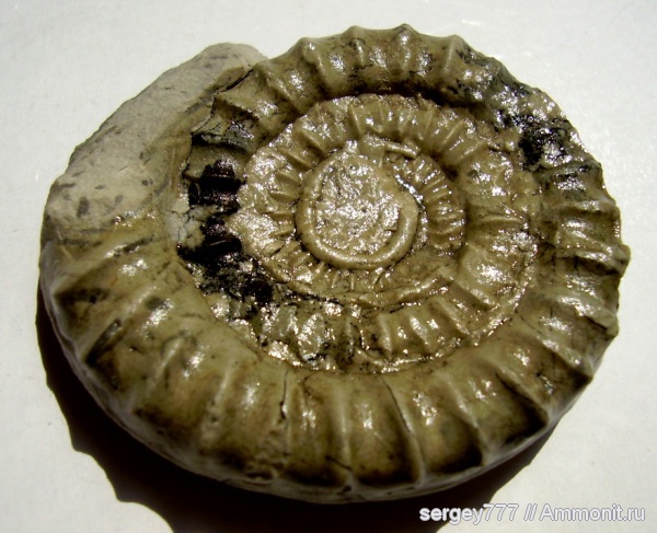 юрский период, серпулы, Serpulidae, нижняя юра, Arietites, Coroniceras, Приборжавский карьер, Jurassic, Lower Jurassic