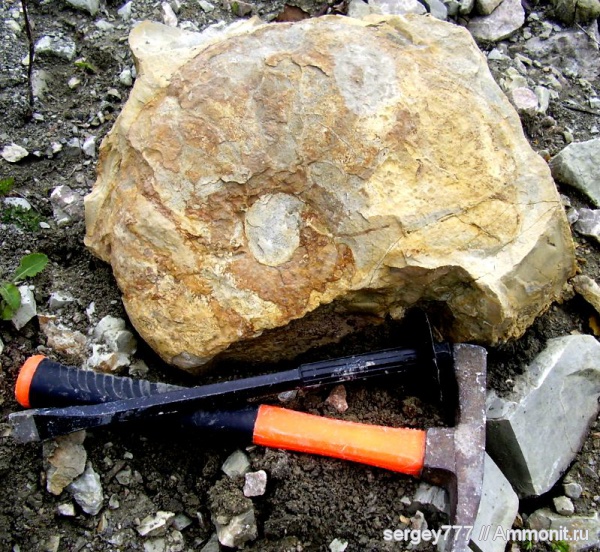 юрский период, Oxynoticeras, Приборжавский карьер, Jurassic