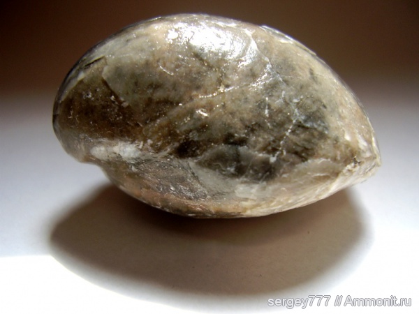 брахиоподы, Terebratula, Terebratulida, Terebratula punctata