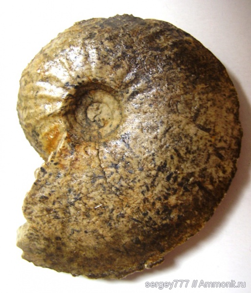 юрский период, нижняя юра, Oxynoticeras, Приборжавский карьер, Jurassic, Lower Jurassic