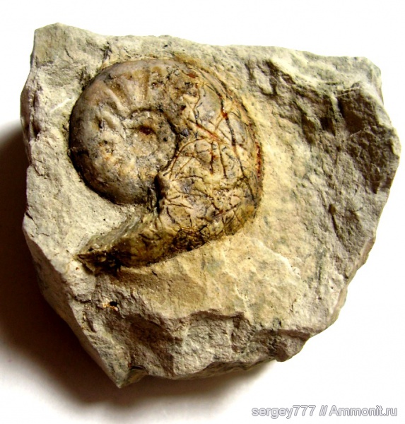 юрский период, Приборжавский карьер, Esericeras, Jurassic