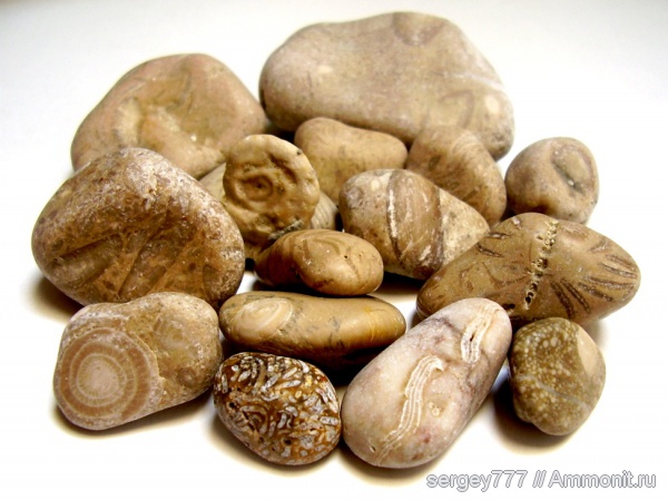 палеоген, нуммулиты, Хорватия