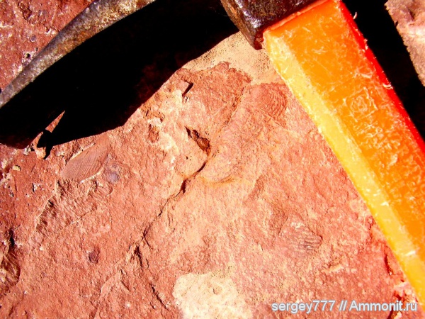 аммониты, юрский период, аптихи, Ammonites, Aptychi, Jurassic