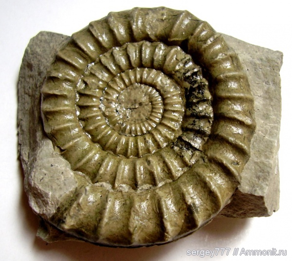 юрский период, нижняя юра, Arietites, Coroniceras, Jurassic, Lower Jurassic