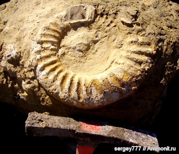 юрский период, нижняя юра, Jurassic, Lower Jurassic