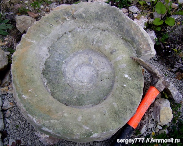 юрский период, нижняя юра, Jurassic, Lower Jurassic