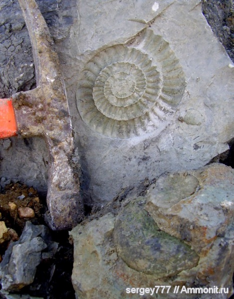 юрский период, Jurassic