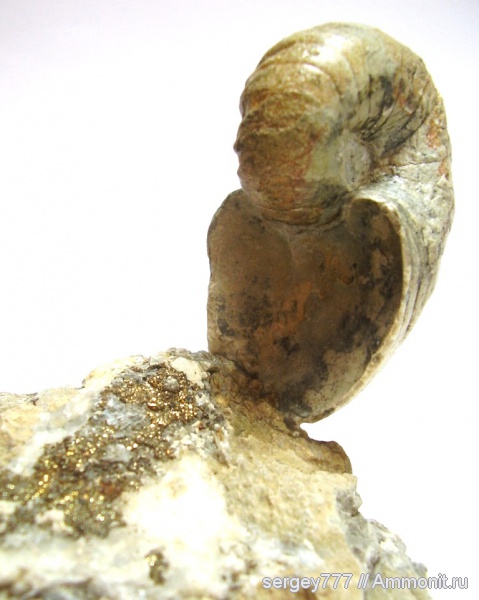 юрский период, Cenoceras, Jurassic