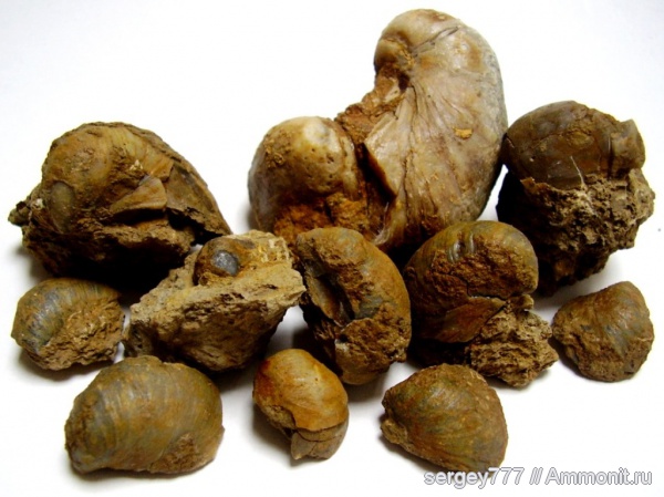 юрский период, двустворчатые моллюски, грифеи, Jurassic