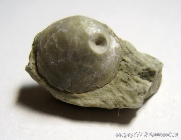 юрский период, нижняя юра, Jurassic, Lower Jurassic