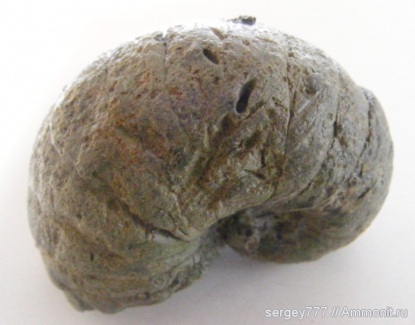 юрский период, Jurassic