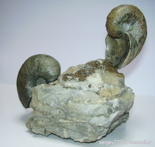 наутилусы, юрский период, Cenoceras, Jurassic