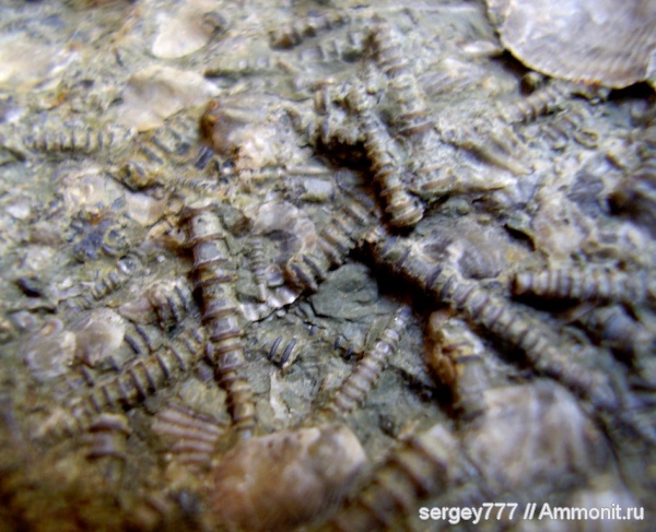 девон, Devonian, тентакулиты, Tentaculites