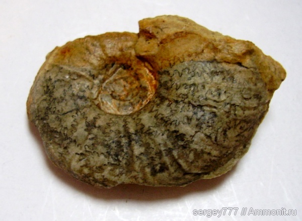 аммониты, юрский период, нижняя юра, Ammonites, Jurassic, Lower Jurassic