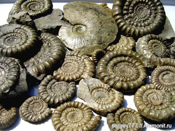 аммониты, юрский период, нижняя юра, Ammonites, Arietites, Echioceras, Jurassic, Lower Jurassic