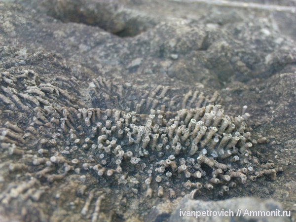 Syringopora, Tabulata