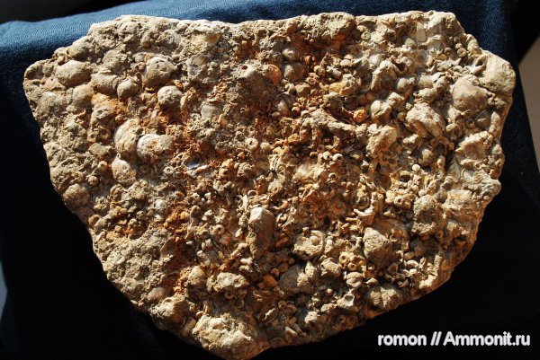 морские лилии, девон, Devonian