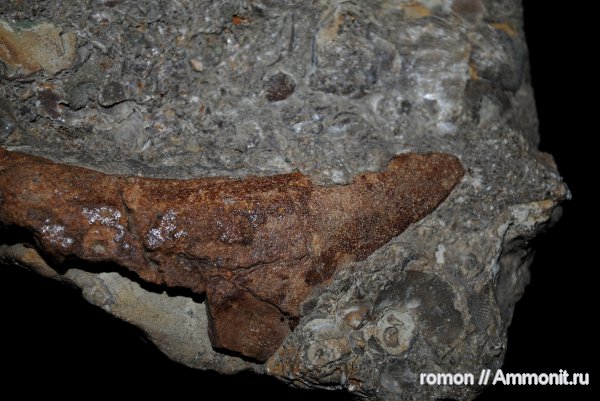 девон, рыбы, Devonian, плакодермы, бесчелюстные рыбы, fish