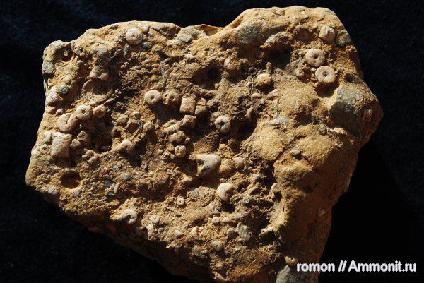 девон, Devonian