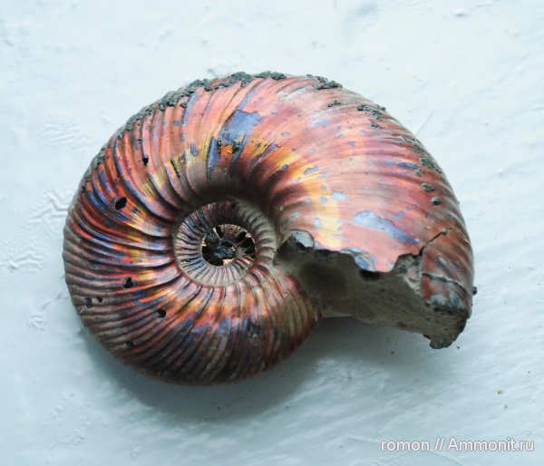 Quenstedtoceras, Quenstedtoceras lamberti, Дубки