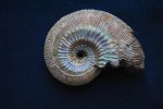 аммонит
