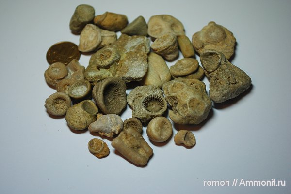 девон, Devonian, ругозы