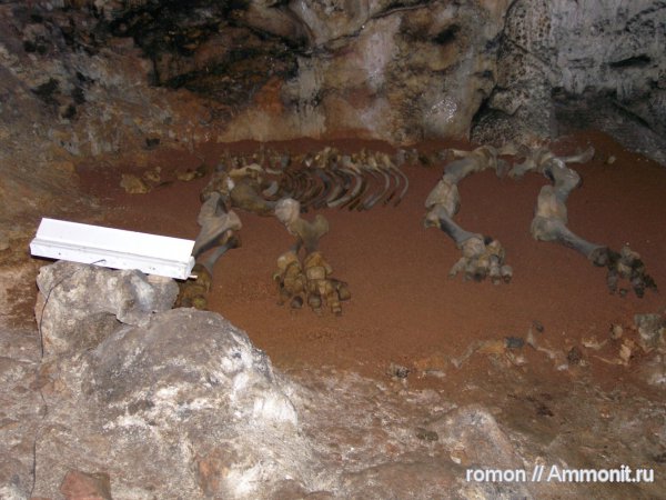 мамонты, четвертичный период, Крым