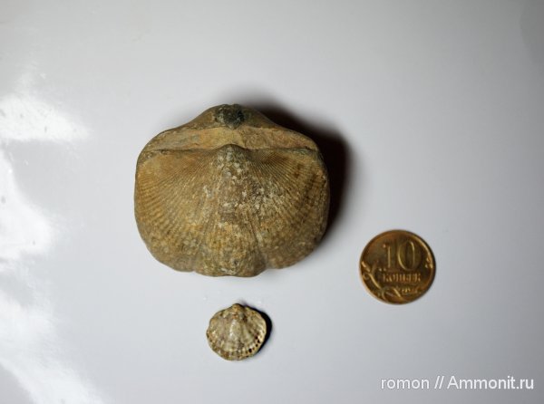 брахиоподы, девон, Devonian, Spiriferida