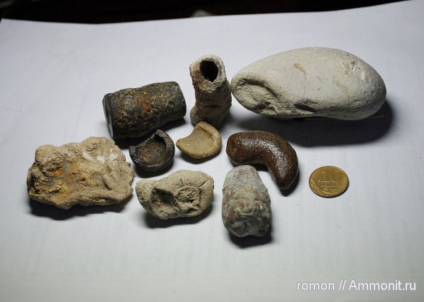 окаменелости, Воронеж, Fossils, р. Дон